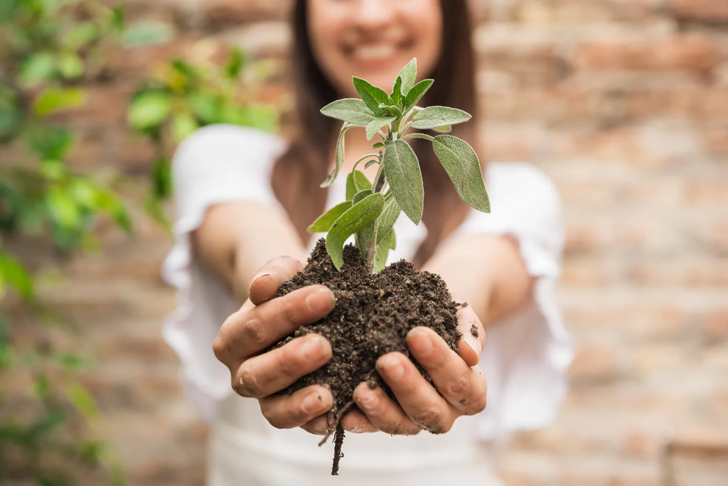 Muda de planta nativa sendo cultivada em área de conservação